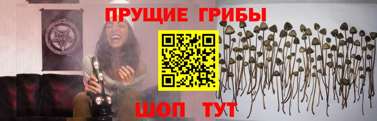 Кимры  Галлюциногенные грибы Magic Shrooms  закладка  Вход с VPN 